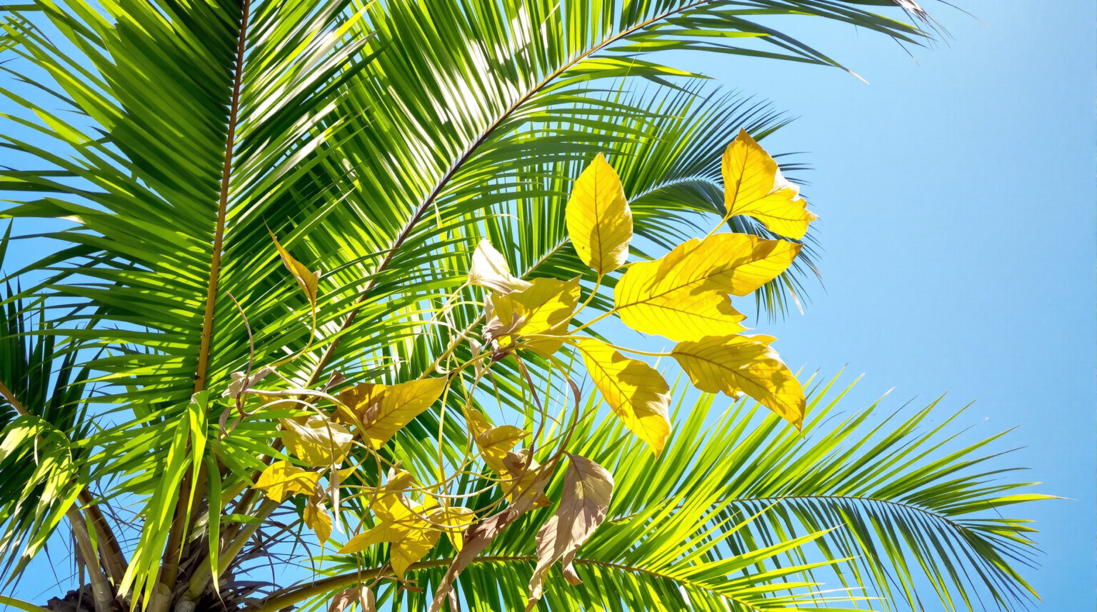 Feuilles jaunes palmier : Causes, solutions et conseils d’entretien pour vos palmiers